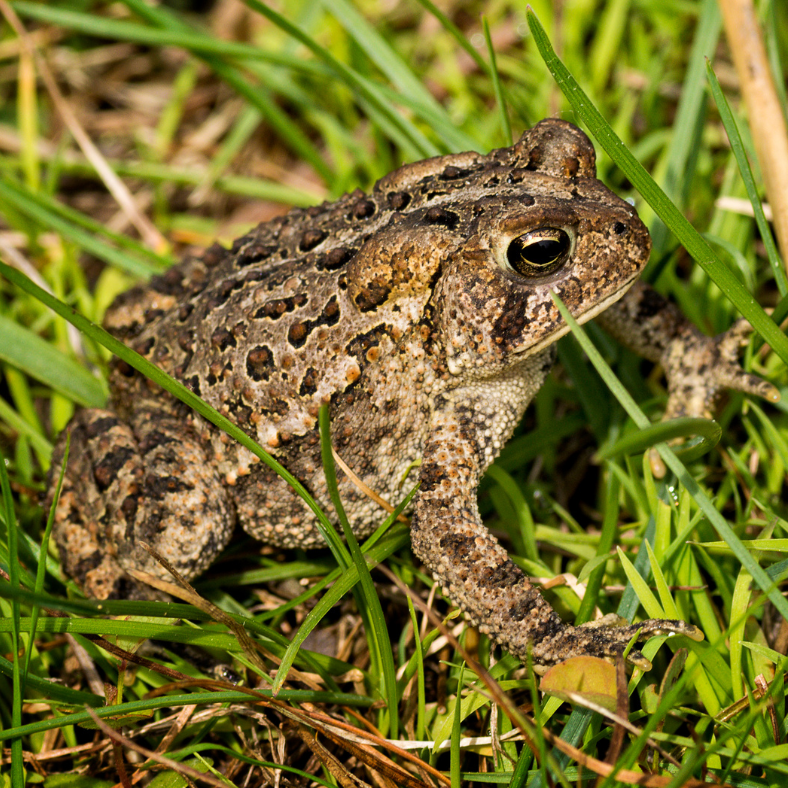 Swamp Tromp & Toad Abodes - logo